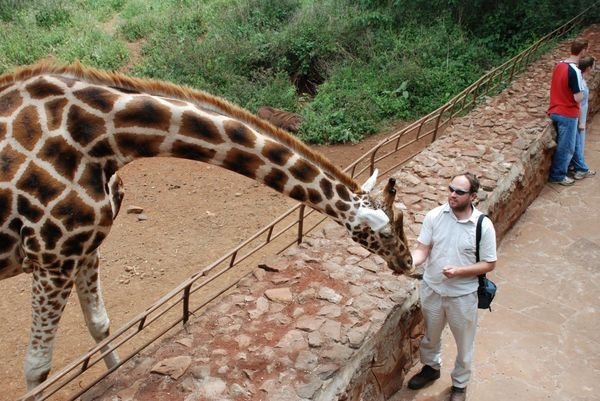 Paul feeding a giraffe