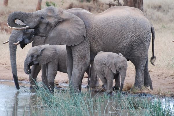 Elephant Family having a drink
