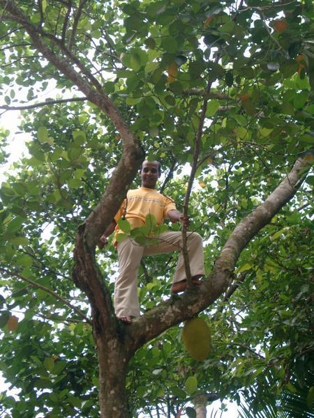 Ajet climbing the tree.