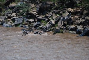 Zebras crossing the crocodile infested river