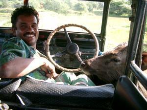 Our safari driver, with his new friend who liked to lick the steering wheel.