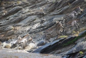Zebras crossed the river, now to scale the rocks to the other side