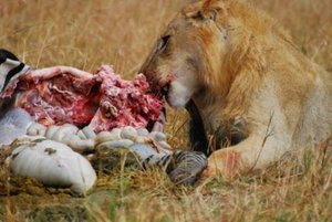 Lions feasting on a zebra