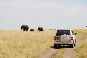 Family of elephants near the Guppies car