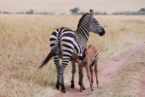 Baby Zebra feeding