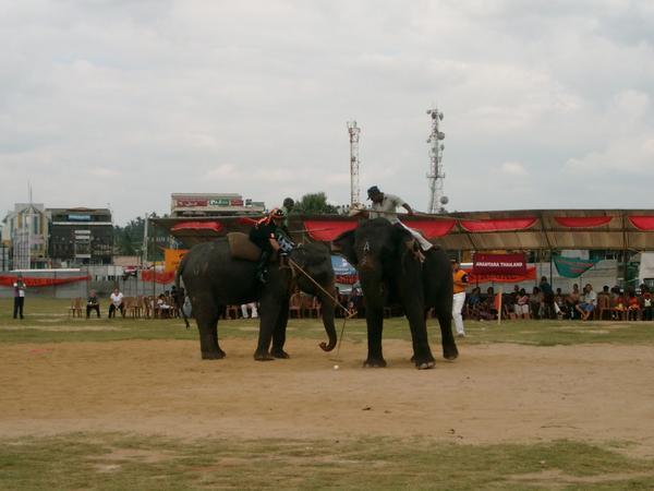 Elephant Polo.