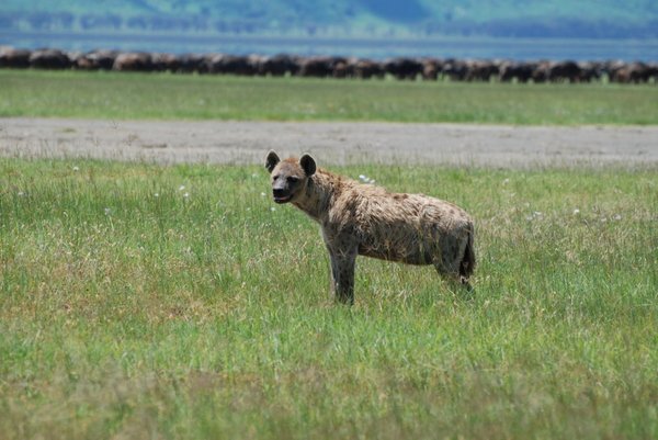 Hyena checking out the buffalos
