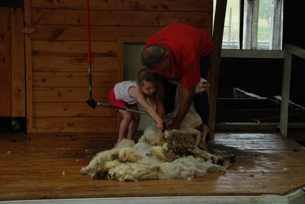 Charlotte shearing her first sheep