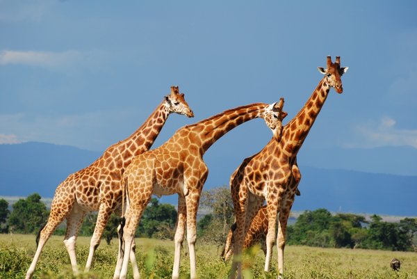 Giraffes