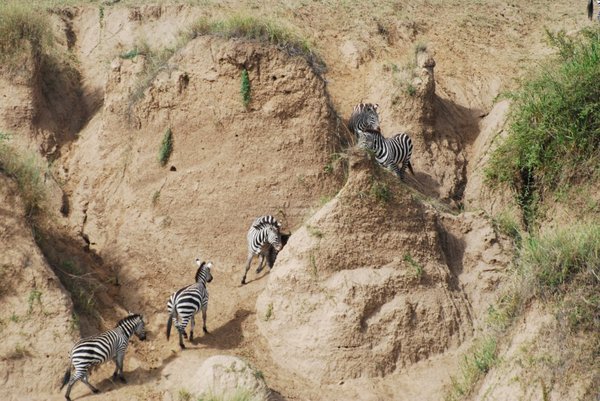 Zebras changing their mind
