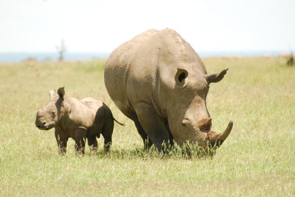 Susan the white rhino & her baby