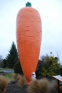Oakunes big carrot