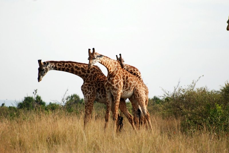 Snuggling giraffes