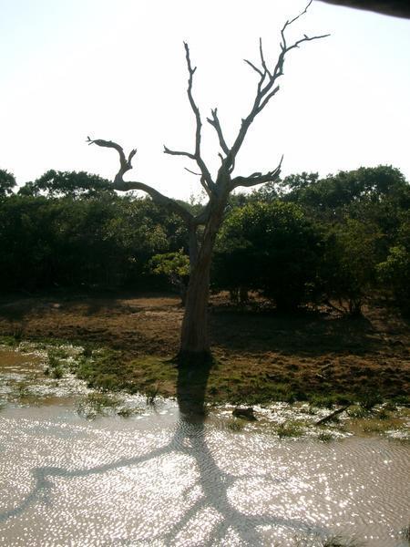 Yala (tree).