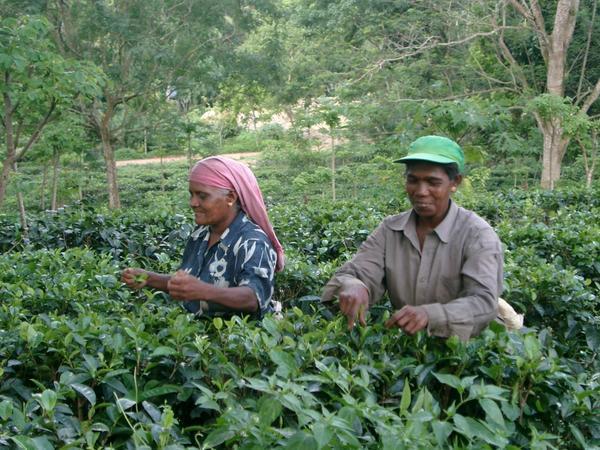 Tea plantation workers.