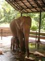 Pinnewela Elephant Orphanage.