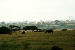 Rhinos with Nairobi City in the background