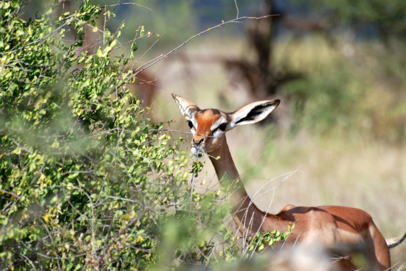 Female gerenuk