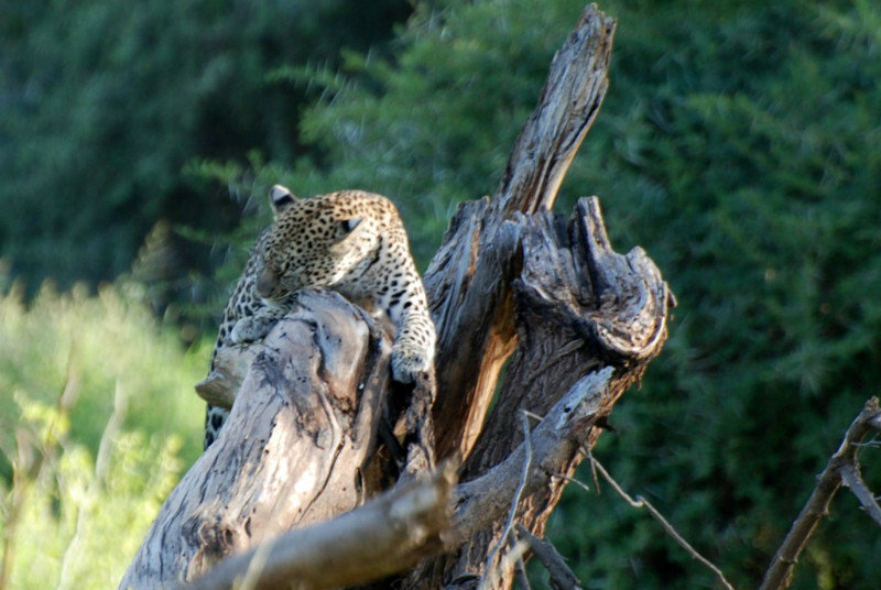 Leopard sighting