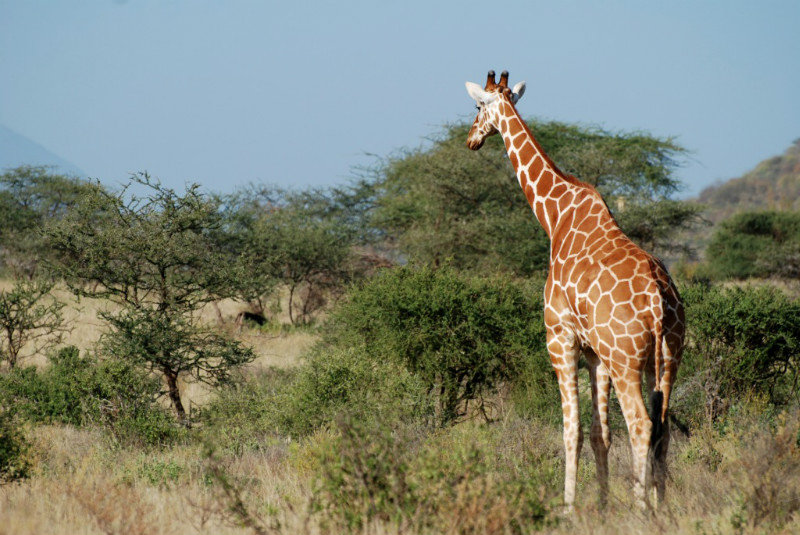 More giraffes