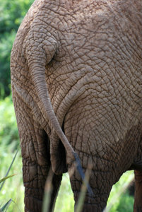 Wrinkle elephant butt