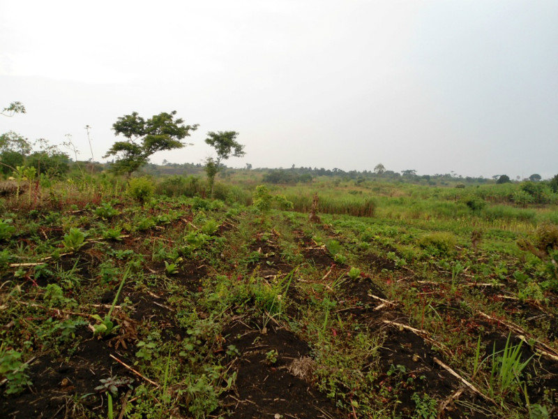 Refugee agricultural plot, Kywangwali