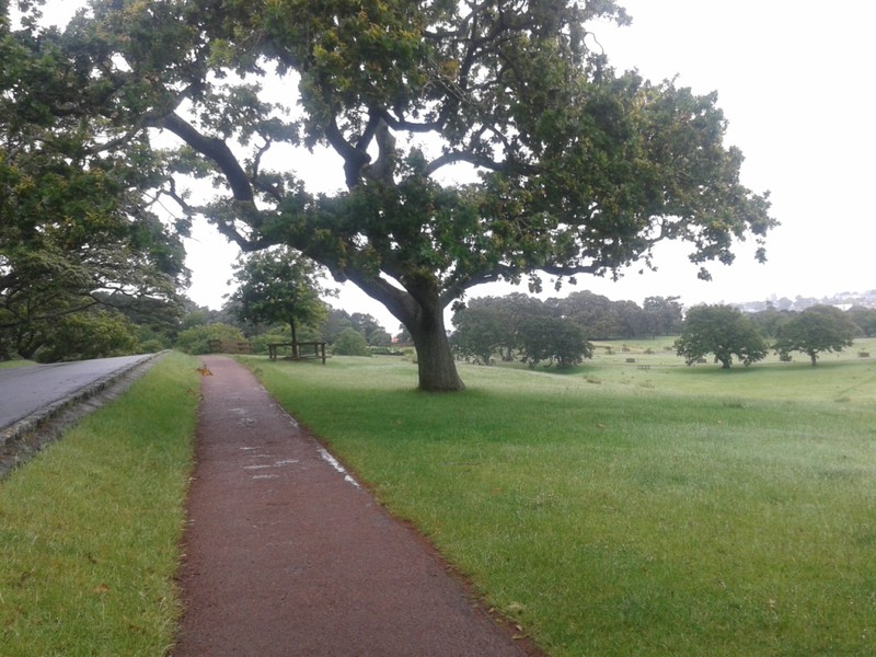 Walking in Cornwall Park, Auckland.