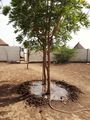Watering trees inside a refugee compound