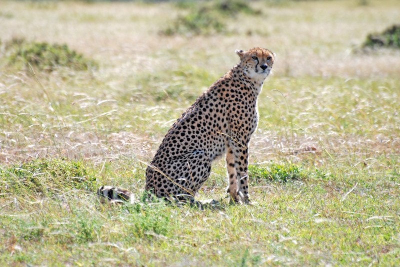 Cheetah at the Mara