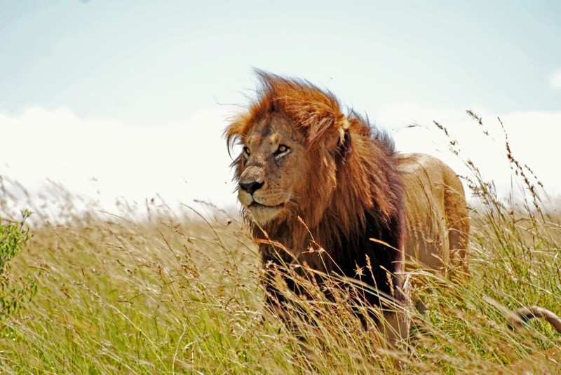 King of the Mara