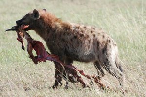 Hyena doing what they do