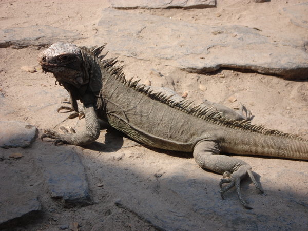 Rock iguana