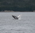 Humpback Whale (Mother)