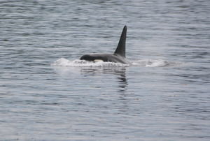 Orca whale off Victoria Island
