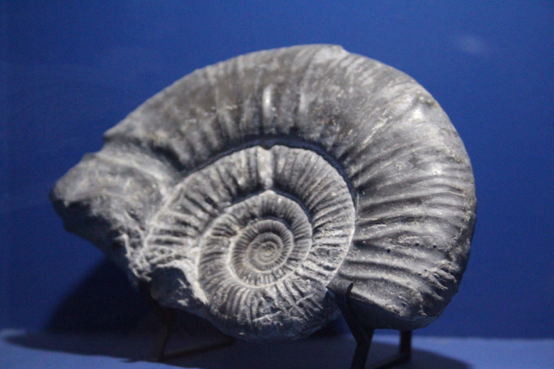 Fossil in museum