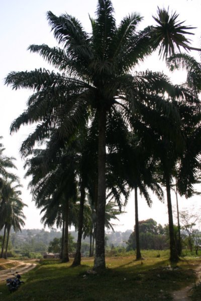 Palm garden, Liberia
