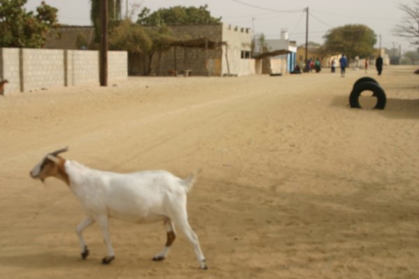 village's goat