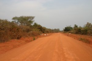 Ngaroundere road