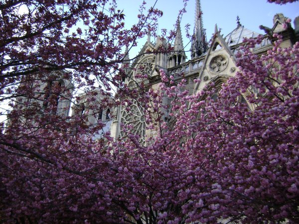 Notre Dame's Flowering Trees