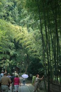 Bamboo forrest in Hangzhou