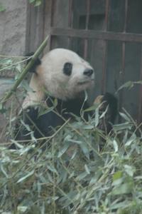 Panda bear in Beijing zoo