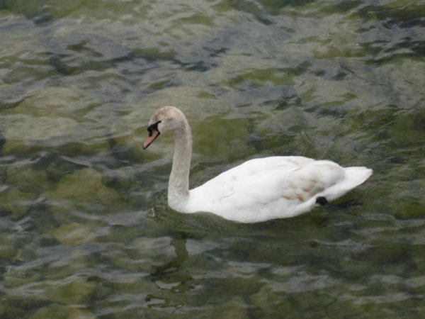 Swan in Lucerne