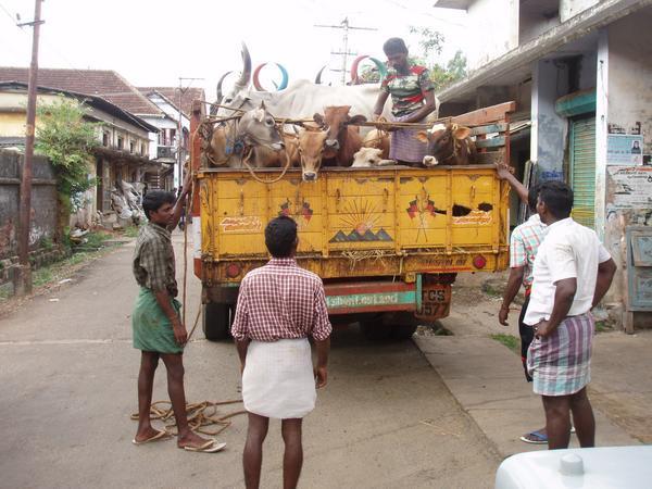 Cows in Transit