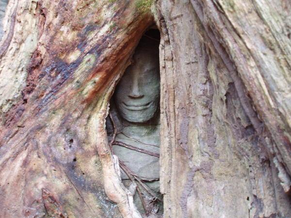 Hidden under Roots
