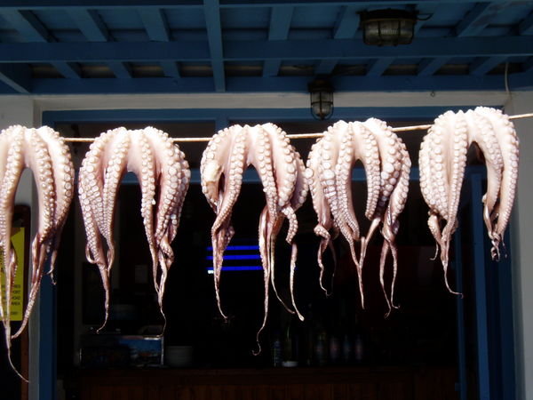 Naxos octopus