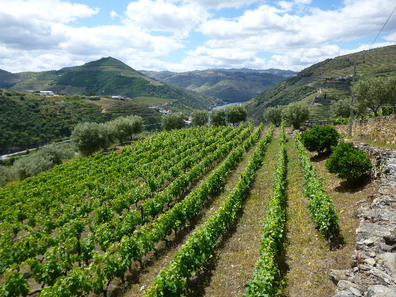 Vineyards to Pinhao, Alto Duoro