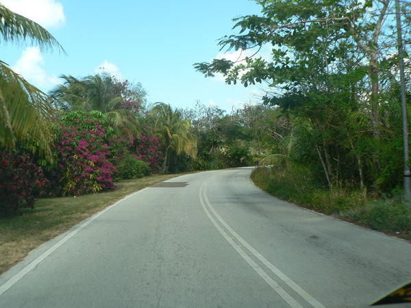 Palm-lined roads in Lyford Cay