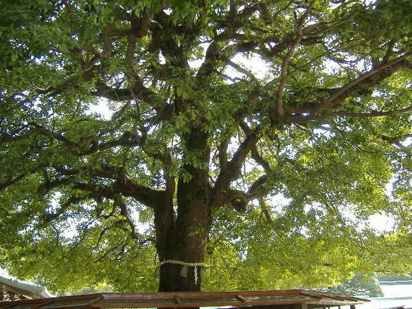 Huge tree at shrine
