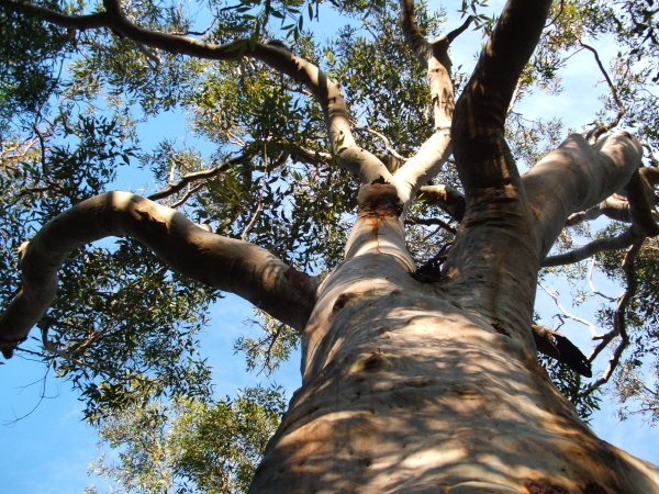 A mighty Gum Tree