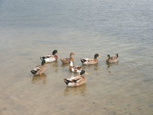 The lovely ducks